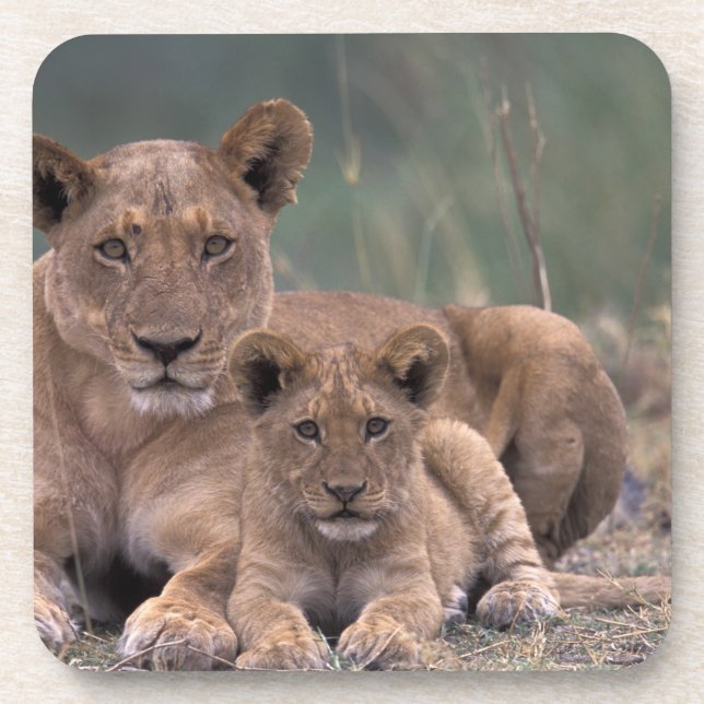 Afrika, Botswana, das Okavango-Delta. Löwen Getränkeuntersetzer (Vorderseite)