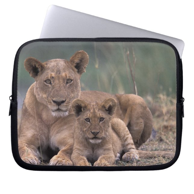Afrika, Botswana, das Okavango-Delta. Löwen Laptopschutzhülle (Vorderseite)