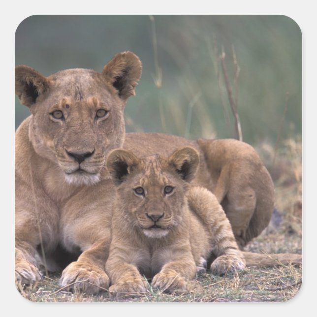 Afrika, Botswana, das Okavango-Delta. Löwen Quadratischer Aufkleber (Vorderseite)
