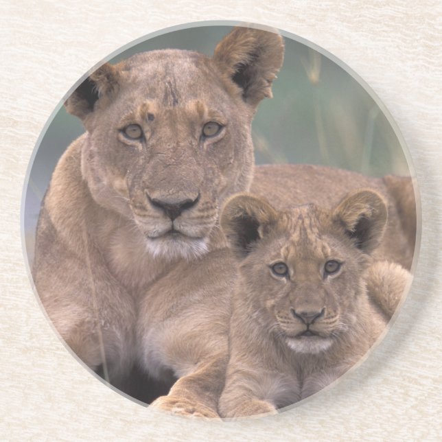 Afrika, Botswana, das Okavango-Delta. Löwen Sandstein Untersetzer (Vorne)
