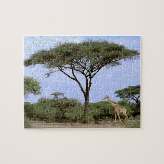 Afrika, Botswana, das Okavango-Delta. südlich (Horizontal)