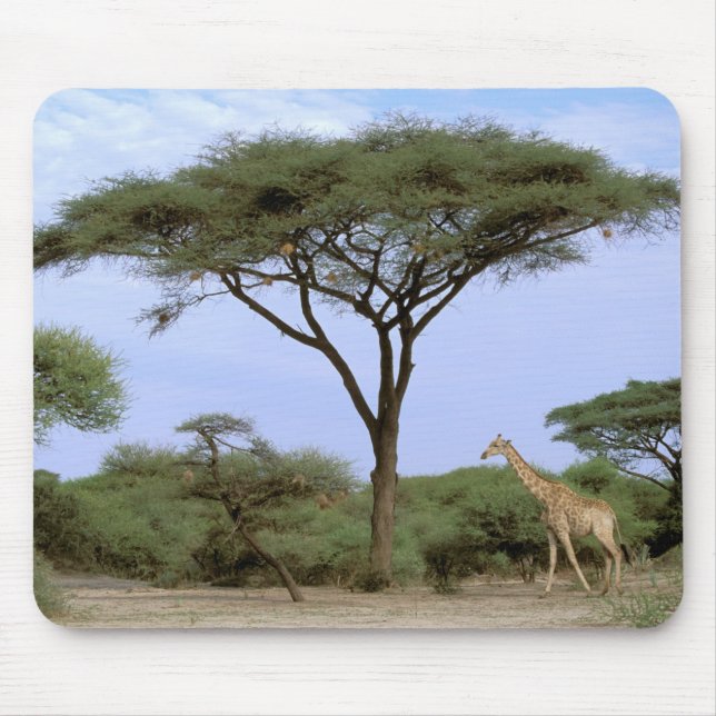 Afrika, Botswana, das Okavango-Delta. südlich Mousepad (Vorne)
