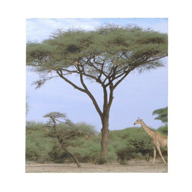 Afrika, Botswana, das Okavango-Delta. südlich Notizblock (Vorderseite)