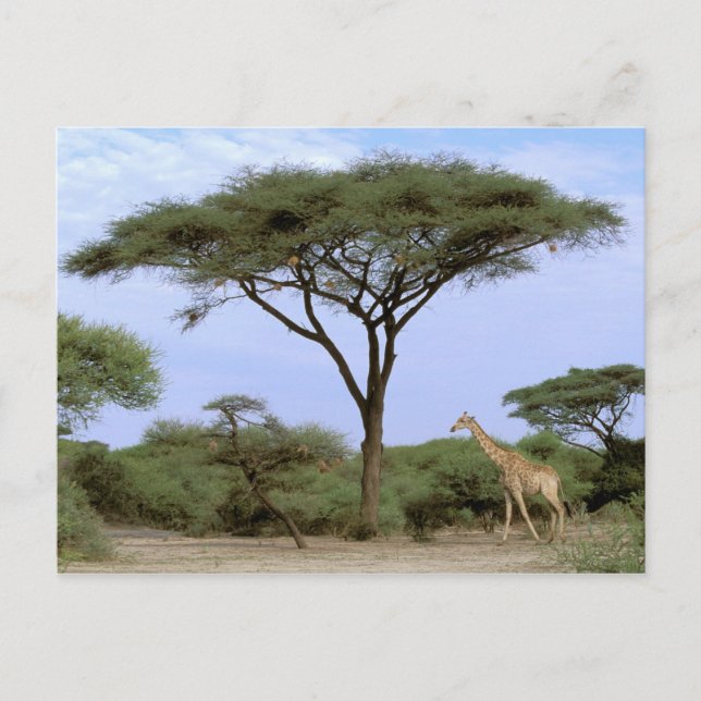 Afrika, Botswana, das Okavango-Delta. südlich Postkarte (Vorderseite)