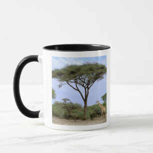 Afrika, Botswana, das Okavango-Delta. südlich Tasse