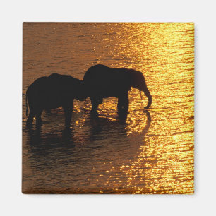 Afrika, Botswana, Okavango Dreieck. Afrikanisch Magnet