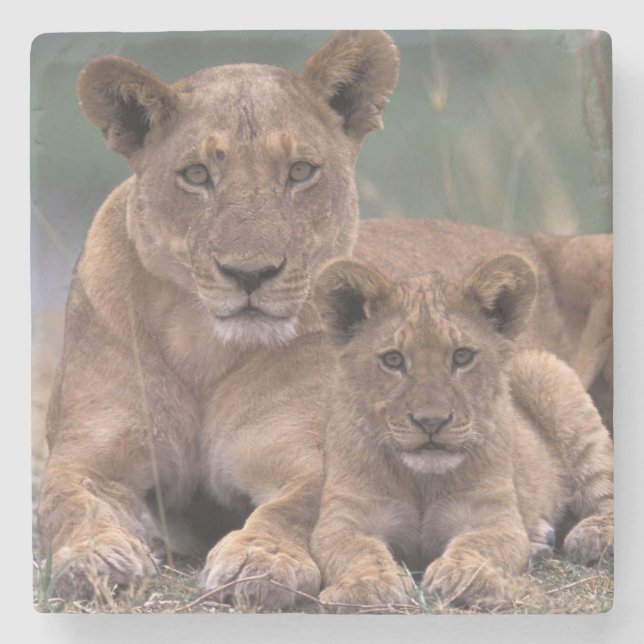 Afrika, Botswana, Okavango Dreieck. Löwen Steinuntersetzer (Vorderseite)