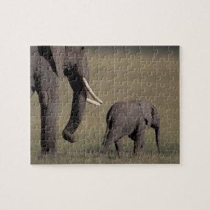 Afrika, Kenia, Amboseli-Nationalpark. Afrikanisch