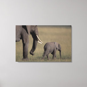 Afrika, Kenia, Amboseli-Nationalpark. Afrikanisch Leinwanddruck