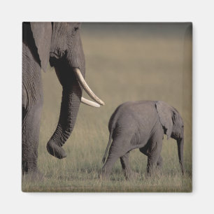 Afrika, Kenia, Amboseli-Nationalpark. Afrikanisch Magnet
