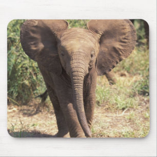 Afrika, Kenia, Amboseli-Nationalpark. Afrikanisch Mousepad