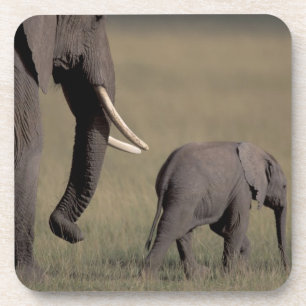 Afrika, Kenia, Amboseli-Nationalpark. Afrikanisch Untersetzer