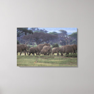 Afrika, Kenia, Amboseli-Nationalpark. Afrikanische Leinwanddruck