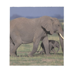 Afrika, Kenia, Amboseli-Nationalpark. Afrikanische Notizblock