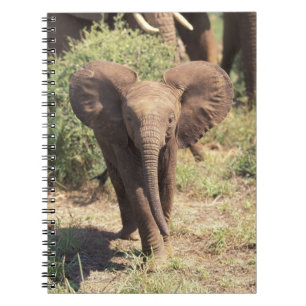 Afrika, Kenia, Amboseli-Nationalpark. Afrikanische Notizblock