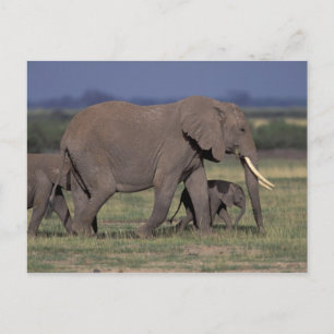 Afrika, Kenia, Amboseli-Nationalpark. Afrikanische Postkarte