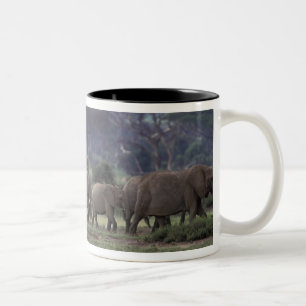 Afrika, Kenia, Amboseli-Nationalpark. Afrikanische Zweifarbige Tasse
