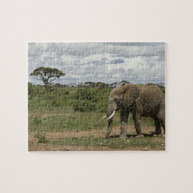 Afrika, Kenia, Amboseli-Nationalpark, Elefant, (Horizontal)