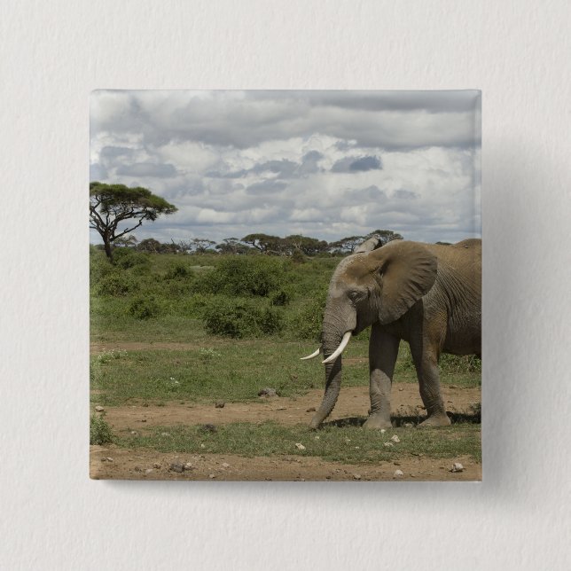 Afrika, Kenia, Amboseli-Nationalpark, Elefant, Button (Vorderseite)