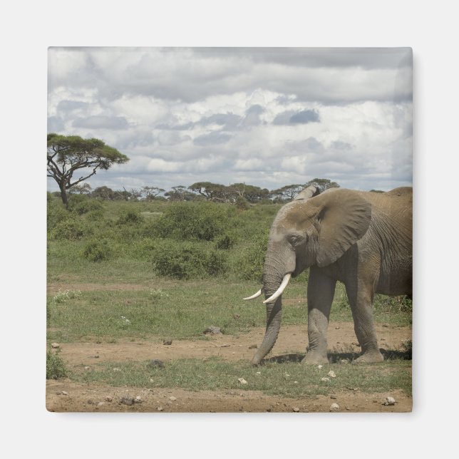 Afrika, Kenia, Amboseli-Nationalpark, Elefant, Magnet (Vorne)