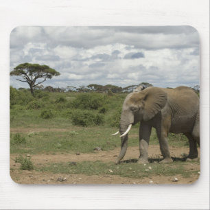 Afrika, Kenia, Amboseli-Nationalpark, Elefant, Mousepad