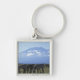 Afrika, Kenia, Amboseli-Nationalpark, Herde von Schlüsselanhänger