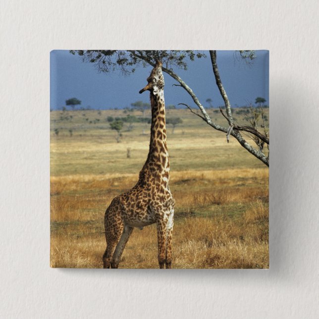 Afrika, Kenia, Amboseli NP Ein Gemein oder Masai, Button (Vorderseite)