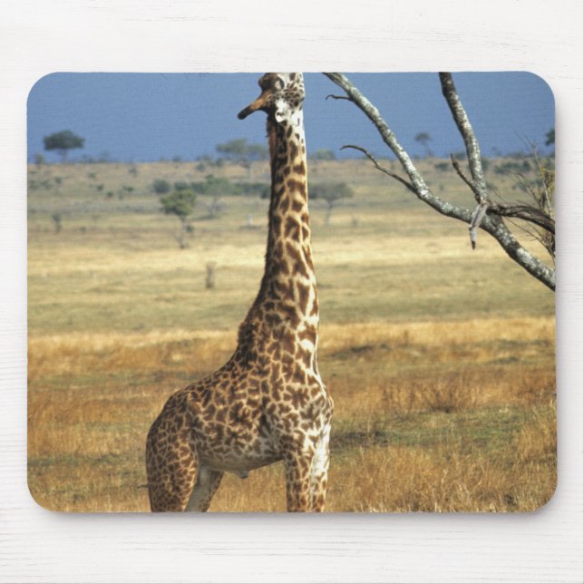 Afrika, Kenia, Amboseli NP Ein Gemein oder Masai, Mousepad (Vorne)