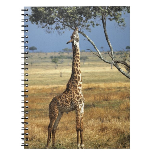 Afrika, Kenia, Amboseli NP Ein Gemein oder Masai, Notizblock (Vorderseite)