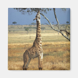Afrika, Kenia, Amboseli NP. Ein gewöhnlicher oder Magnet
