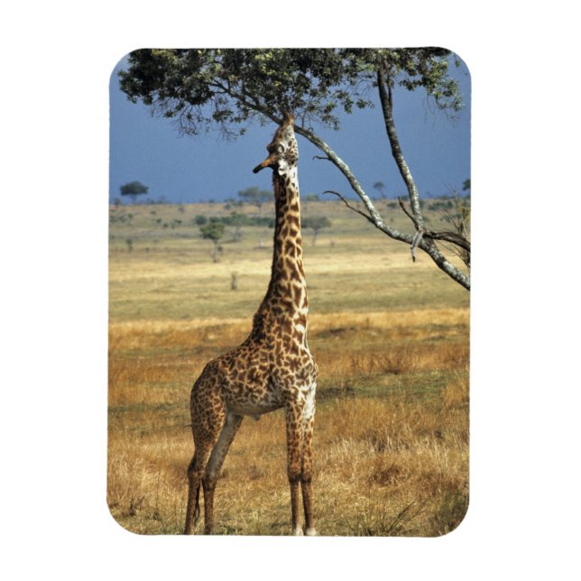 Afrika, Kenia, Amboseli NP. Eine gewöhnliche oder  Magnet (Vertikal)