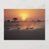 Afrika, Kenia, Amboseli NP Zebra zu Fuß