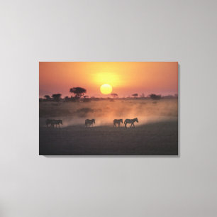 Afrika, Kenia, Amboseli NP. Zebras gehen zum Leinwanddruck