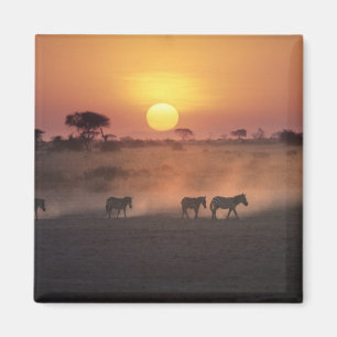 Afrika, Kenia, Amboseli NP. Zebras gehen zum Magnet
