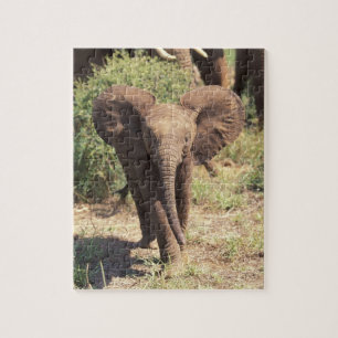 Afrika, Kenia, der Amboseli-Nationalpark. Afrika 2