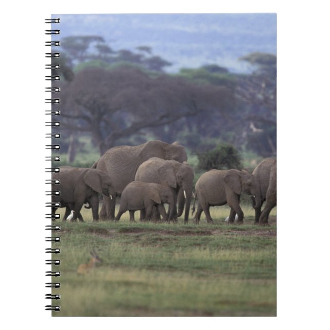 Afrika, Kenia, der Amboseli-Nationalpark. Afrika 3 Notizblock (Vorderseite)
