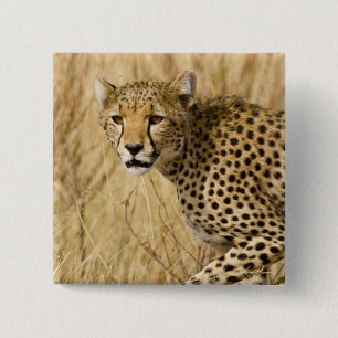 Afrika. Kenia. Gepard im Samburu NP. Button