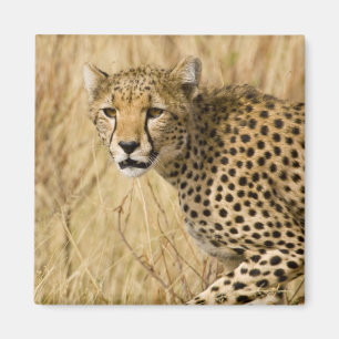 Afrika. Kenia. Gepard im Samburu NP. Magnet