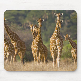 Afrika. Kenia. Herde Netz-Giraffen Mousepad