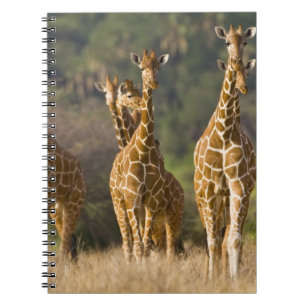 Afrika. Kenia. Herde Netz-Giraffen Notizblock