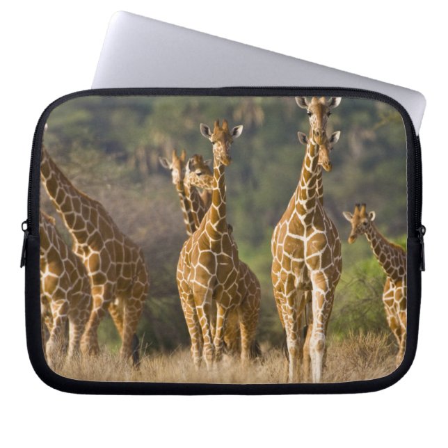 Afrika. Kenia. Herde retikulierter Giraffen Laptopschutzhülle (Vorderseite)