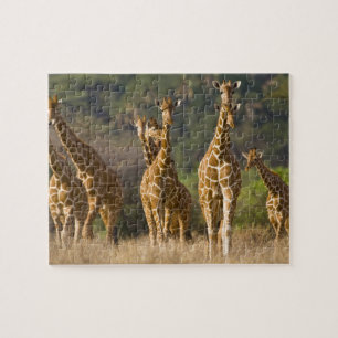 Afrika. Kenia. Herde von Netz-Giraffen