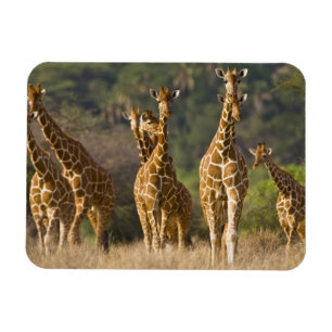 Afrika. Kenia. Herde von Netz-Giraffen Magnet