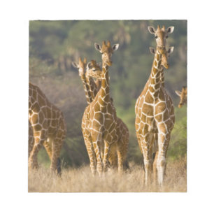 Afrika. Kenia. Herde von Netz-Giraffen Notizblock