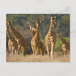Afrika. Kenia. Herde von Netz-Giraffen Postkarte
