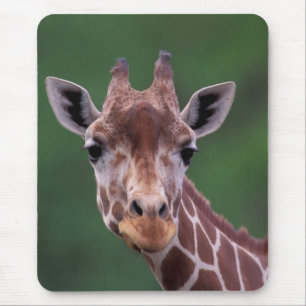 Afrika, Kenia, Impala Ranch. Netz Mousepad