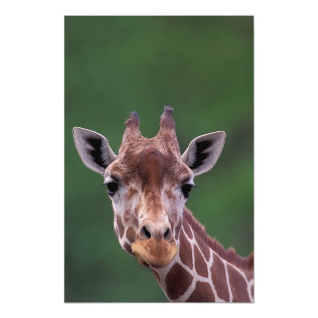 Afrika, Kenia, Impala Ranch. retikanimiert Fotodruck (Vorne)