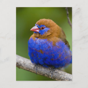 Afrika. Kenia. Lila Grenadier Postkarte