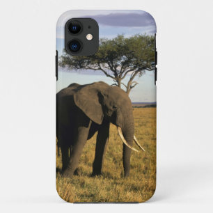 Afrika, Kenia, Maasai Mara. Ein Elefant in der title_seo2