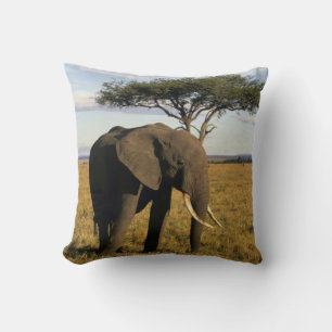 Afrika, Kenia, Maasai Mara. Ein Elefant in der Kissen